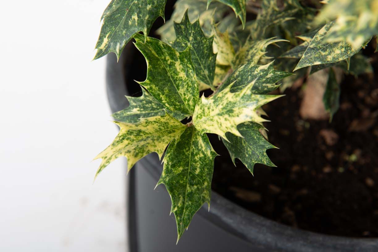 OSMANTHUS heterophyllus 'Variegatus'