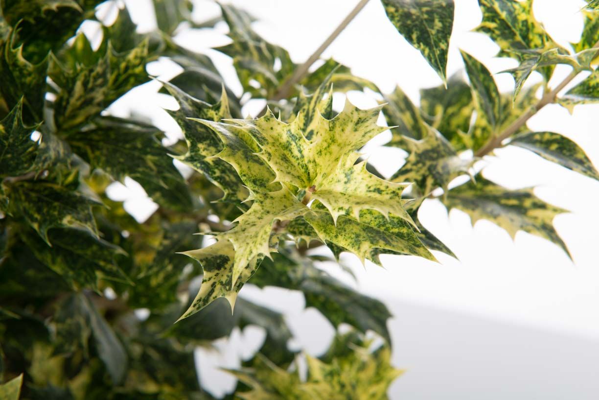 OSMANTHUS heterophyllus 'Variegatus'