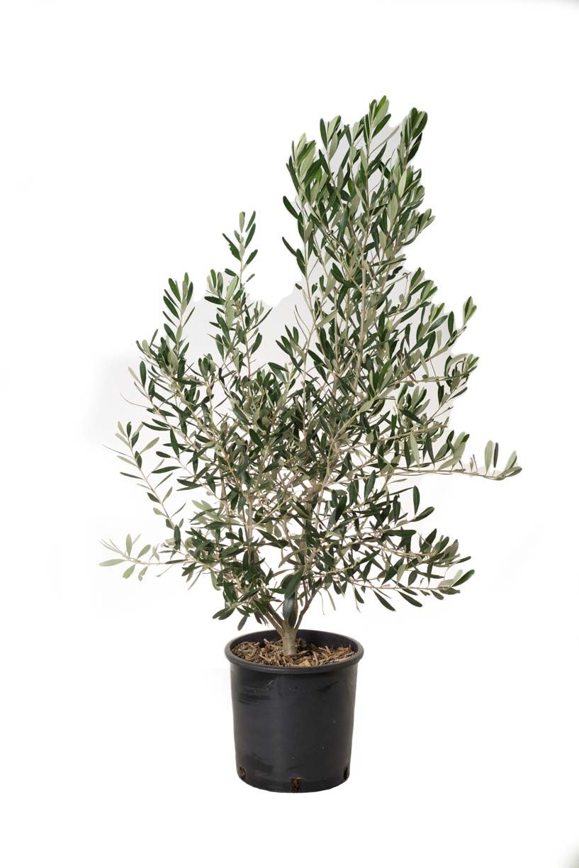OLEA europaea 'Forma Toscana'