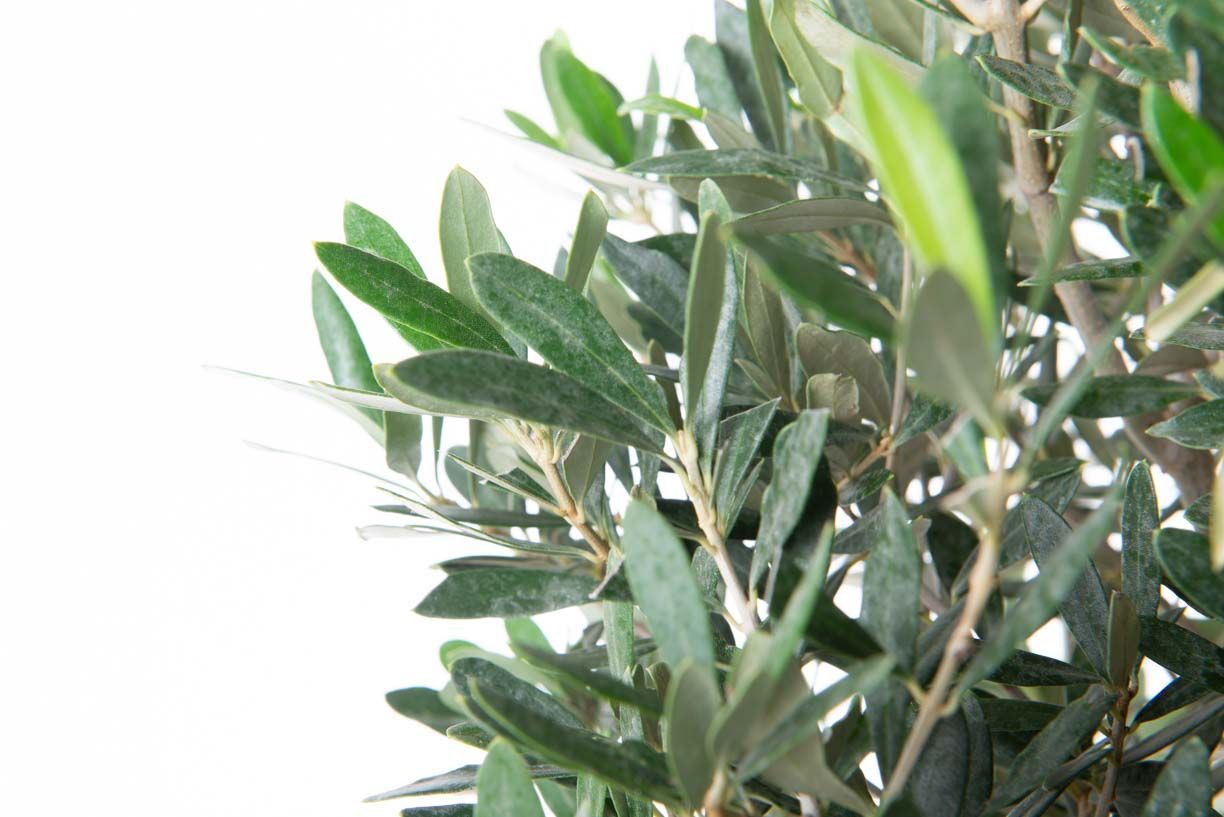 OLEA europaea 'Aglandaou'