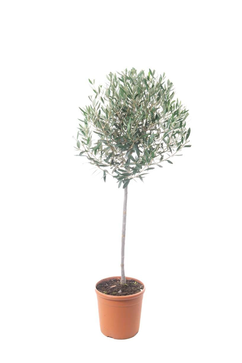 OLEA europaea 'Aglandaou'