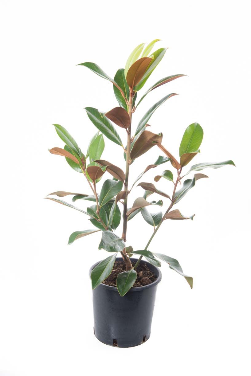MAGNOLIA grandiflora 'Little Gem'