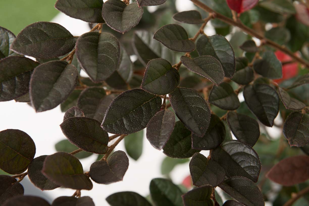 LOROPETALUM chinense 'Red Blush'