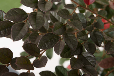 LOROPETALUM chinense 'Red Blush'