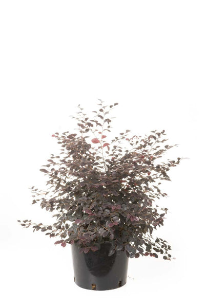LOROPETALUM chinense 'Ever Red'
