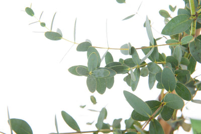 EUCALYPTUS pulverulenta 'Baby Blue'