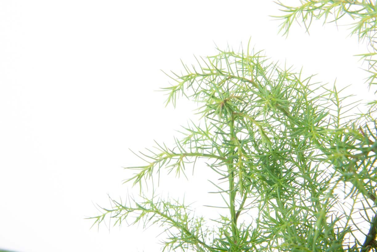CRYPTOMERIA japonica 'Elegans'