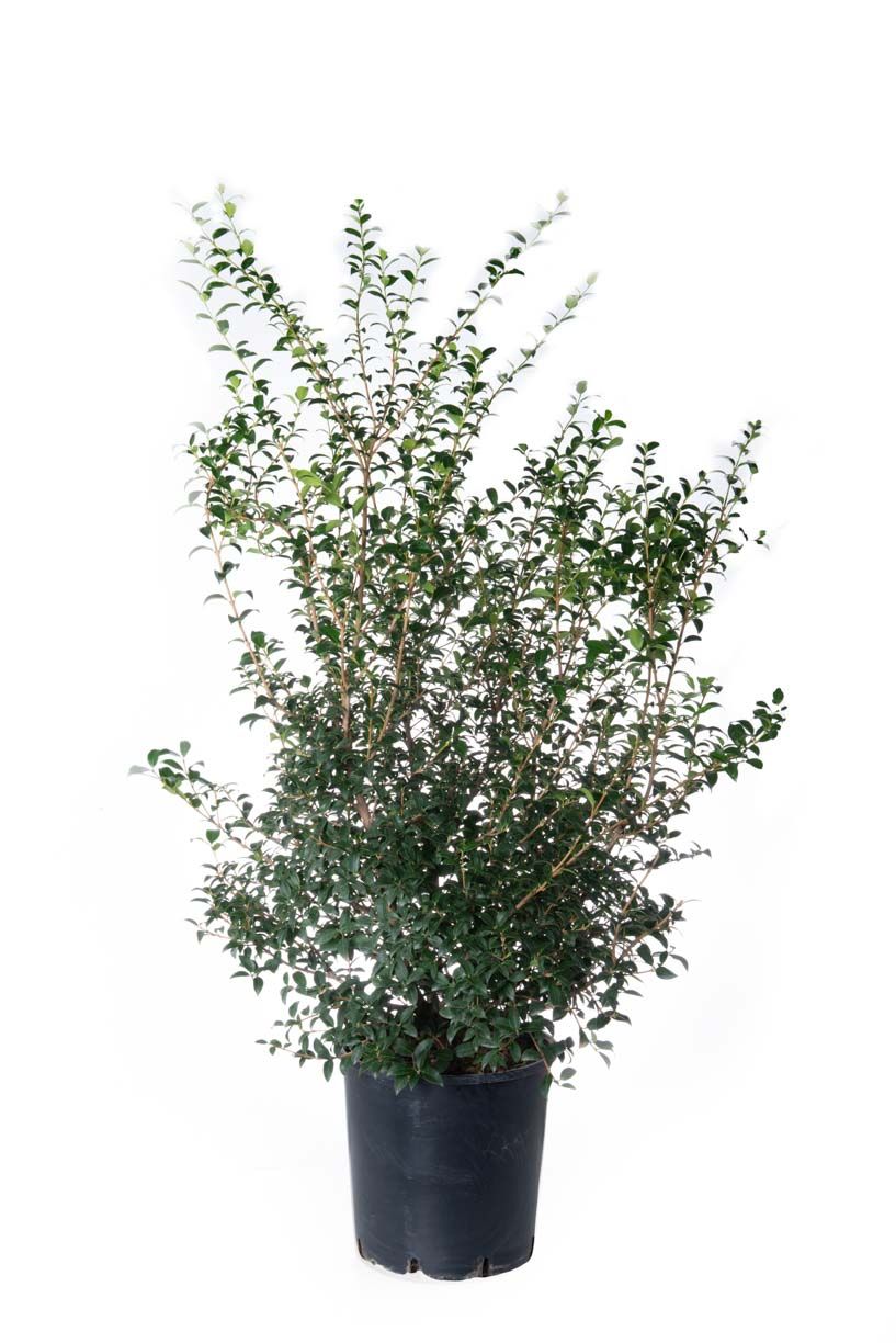 OSTRYA carpinifolia