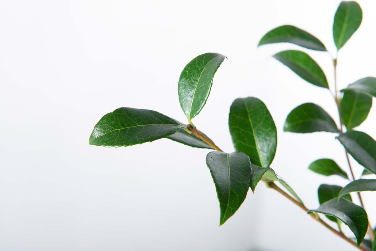 OSTRYA carpinifolia