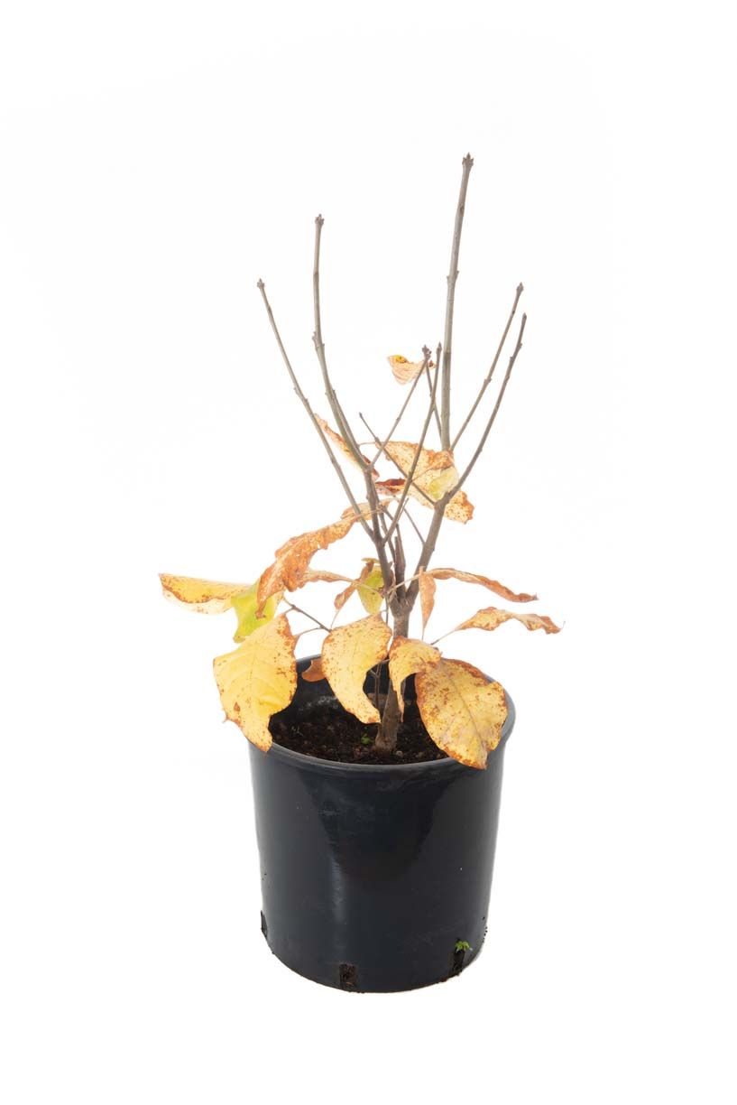 CHITALPA tashkentensis