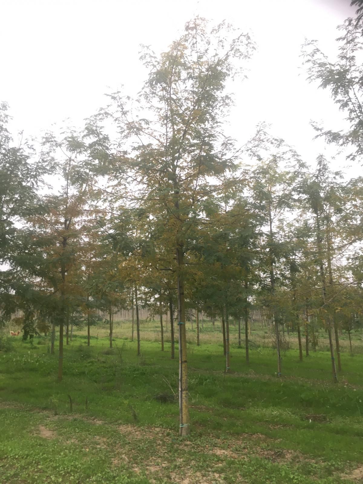 GLEDITSIA triacanthos 'Rubylace'