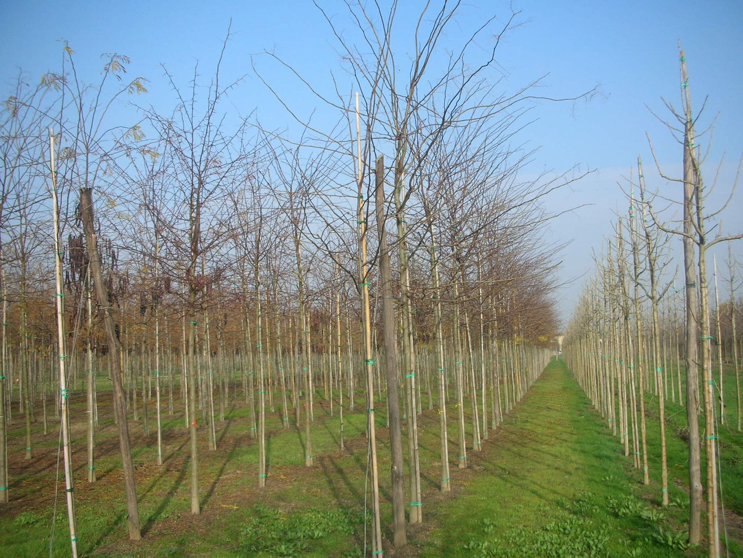 GLEDITSIA triacanthos 'Rubylace'