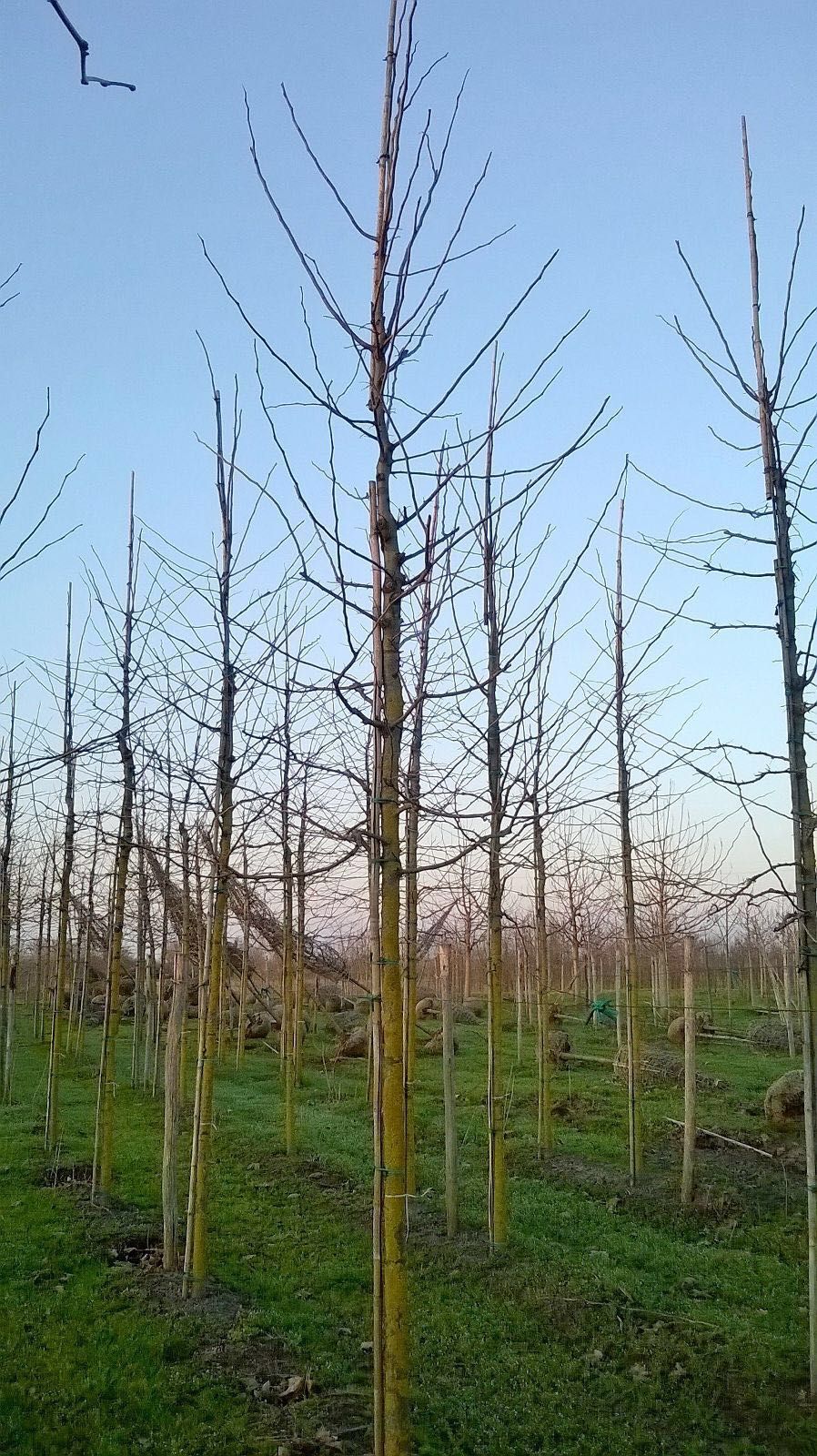 GLEDITSIA triacanthos 'Rubylace'