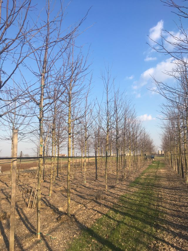 GLEDITSIA triacanthos 'Spectrum'