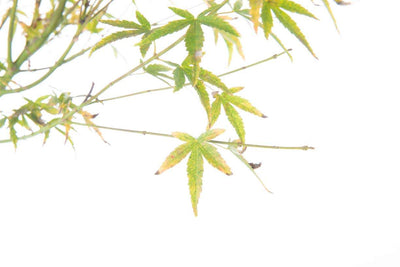 ACER palmatum 'Yezo Nishiki'