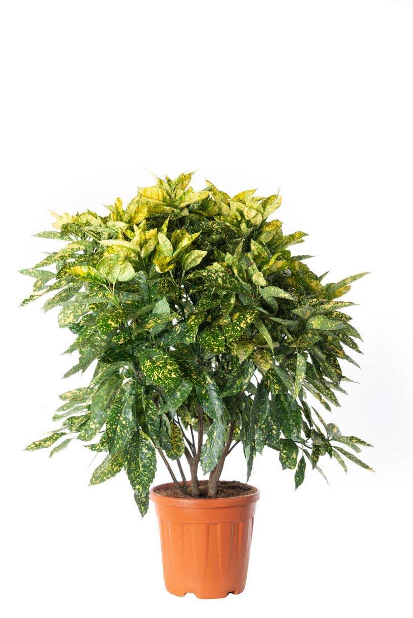 AUCUBA japonica 'Crotonifolia'