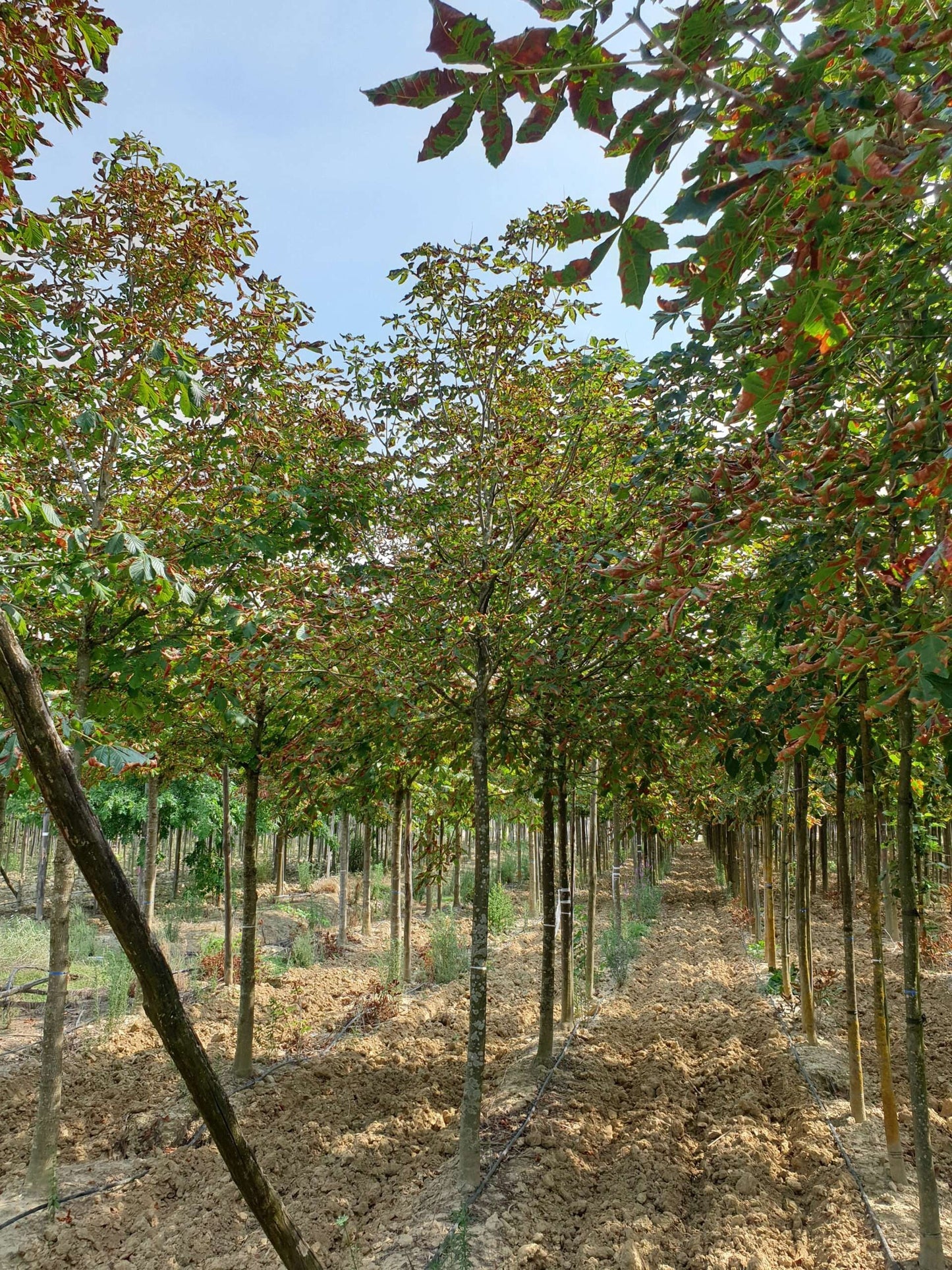 AESCULUS hippocastanum 'Pyramidalis'