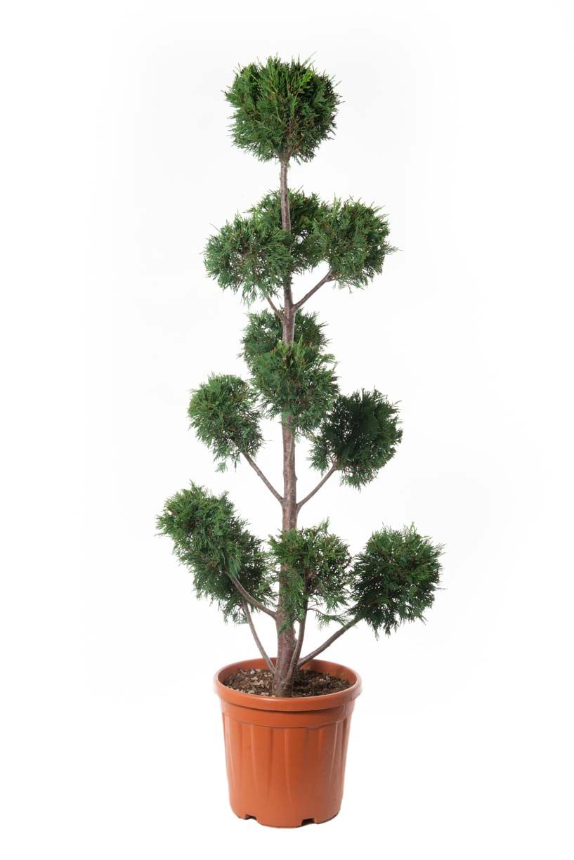 CUPRESSOCYPARIS leylandii '2001'