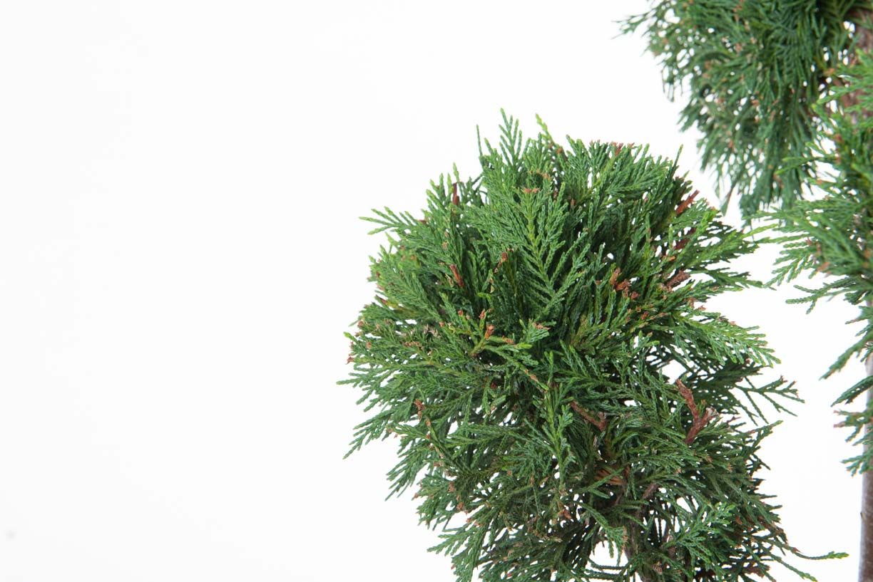 CUPRESSOCYPARIS leylandii '2001'