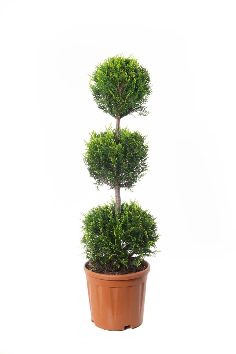 CUPRESSOCYPARIS leylandii 'Excalibur Gold' ®