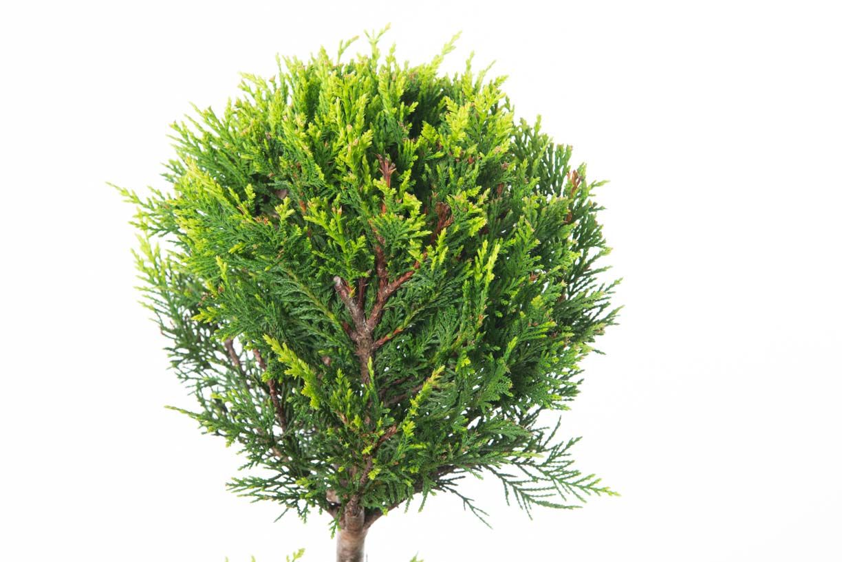 CUPRESSOCYPARIS leylandii 'Excalibur Gold' ®
