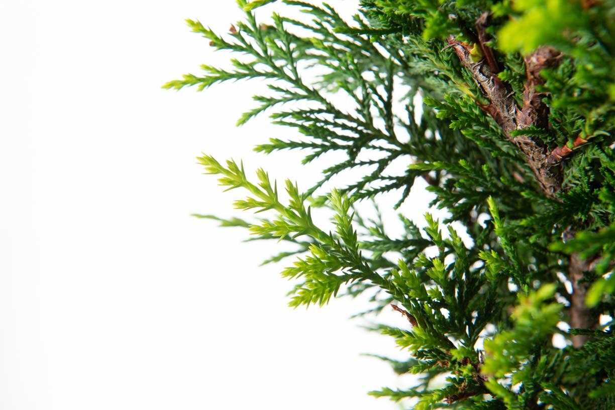 CUPRESSOCYPARIS leylandii 'Excalibur Gold' ®