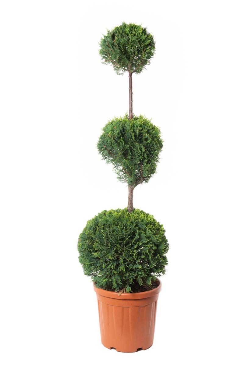 CUPRESSOCYPARIS leylandii 'Excalibur Gold' ®
