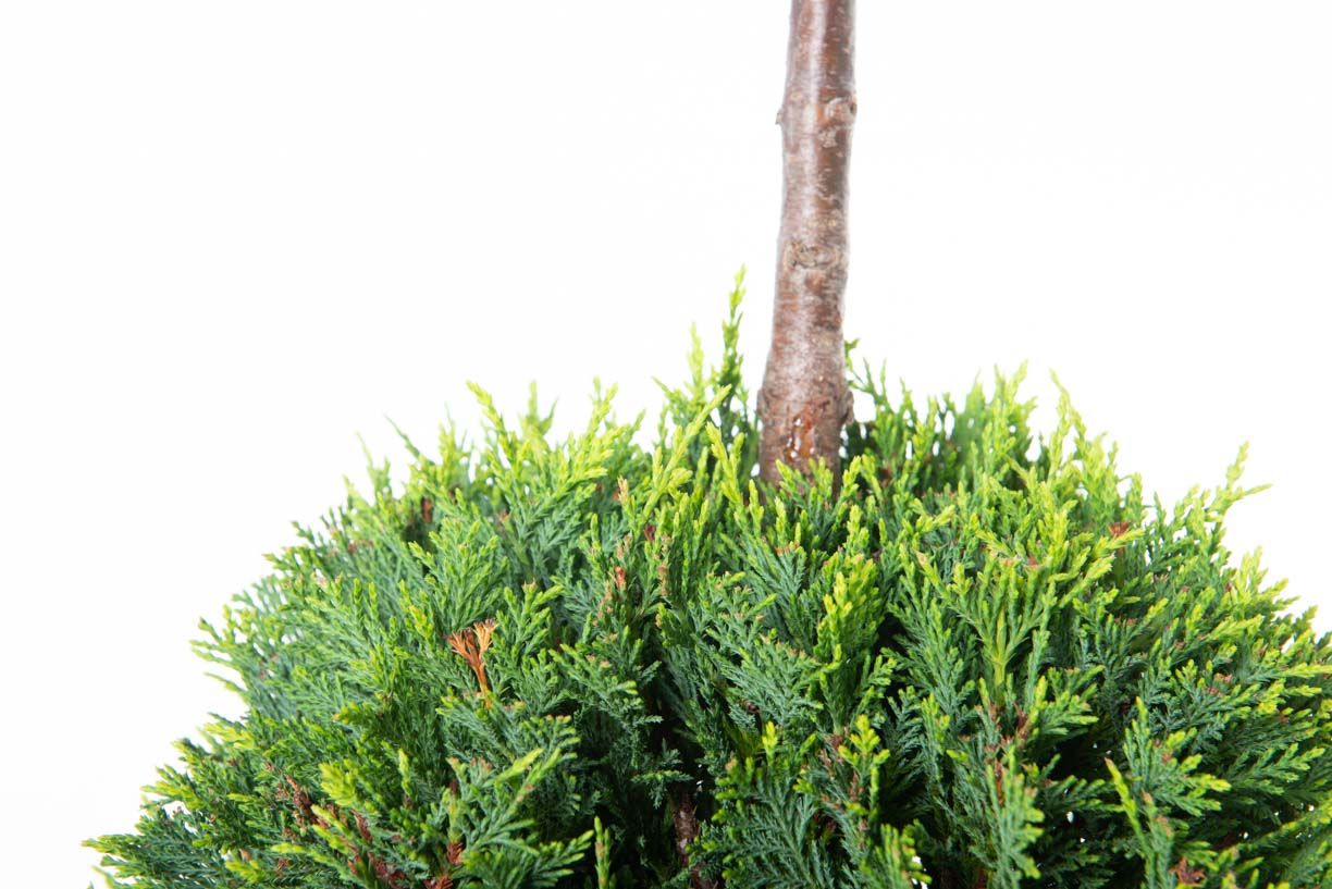 CUPRESSOCYPARIS leylandii 'Excalibur Gold' ®
