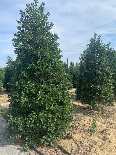 ILEX x altaclerensis 'Golden King'