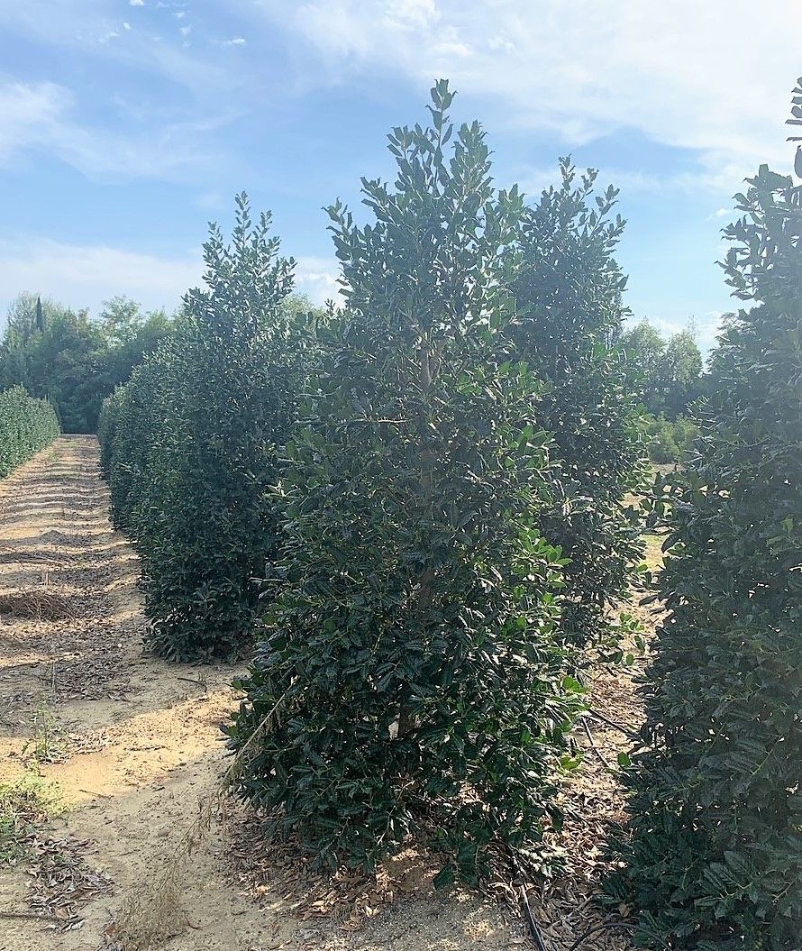 ILEX x altaclerensis 'Golden King'