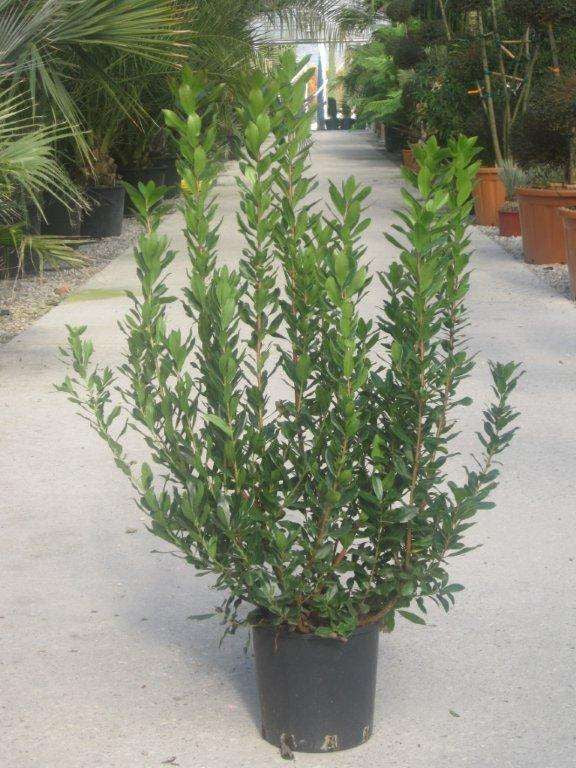 ARBUTUS unedo 'Compacta'