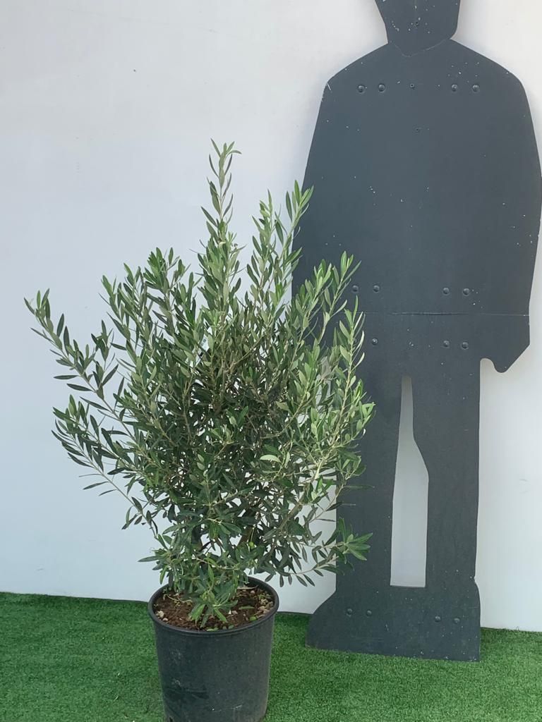 OLEA europaea 'Aglandaou'