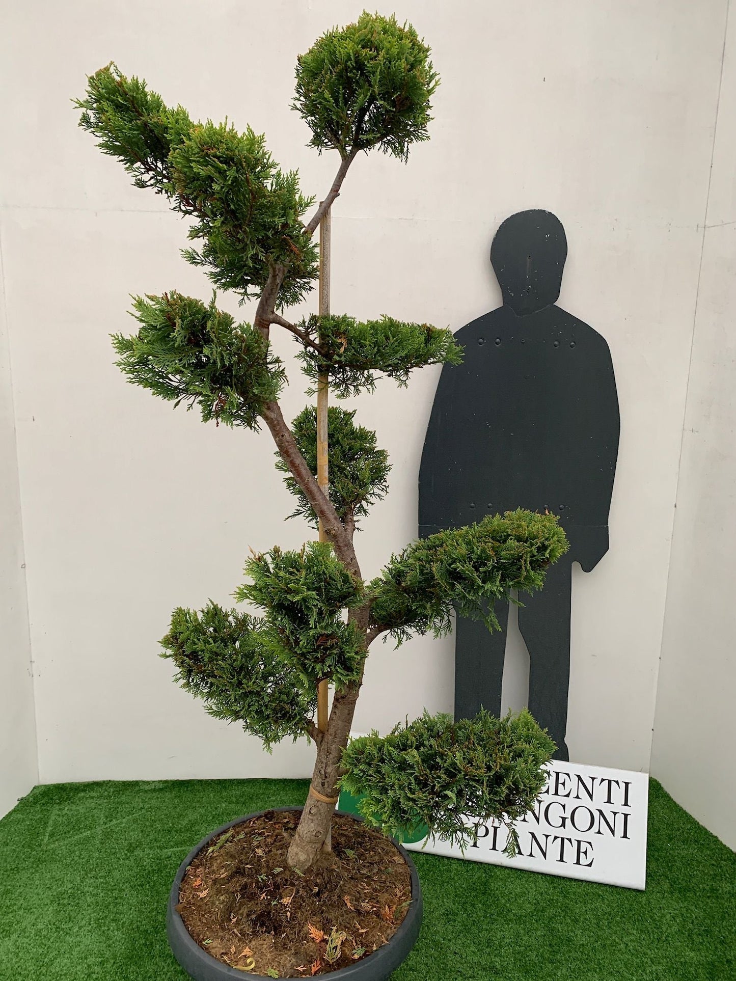 CUPRESSOCYPARIS leylandii 'Excalibur Gold' ®