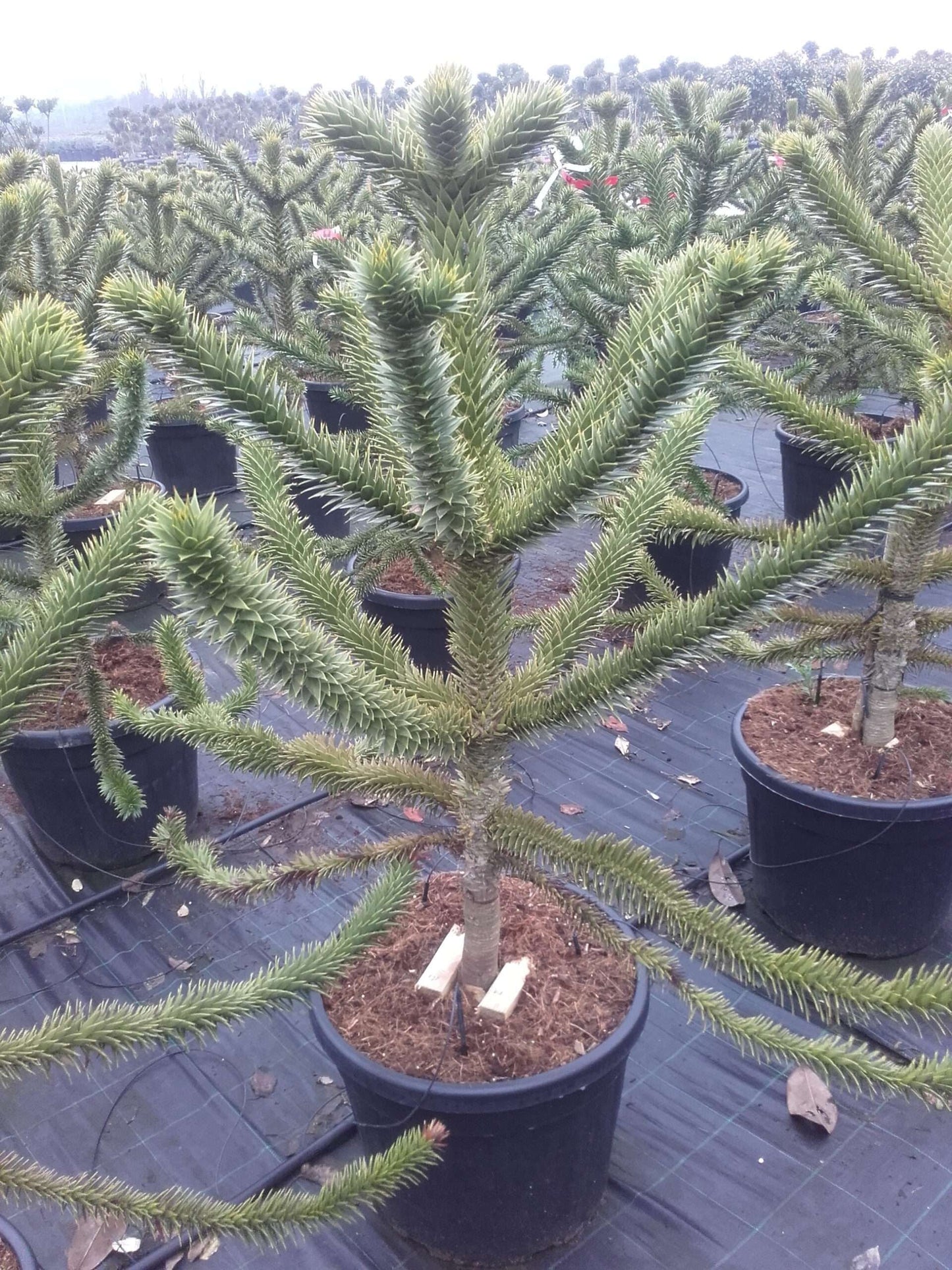 ARAUCARIA excelsa