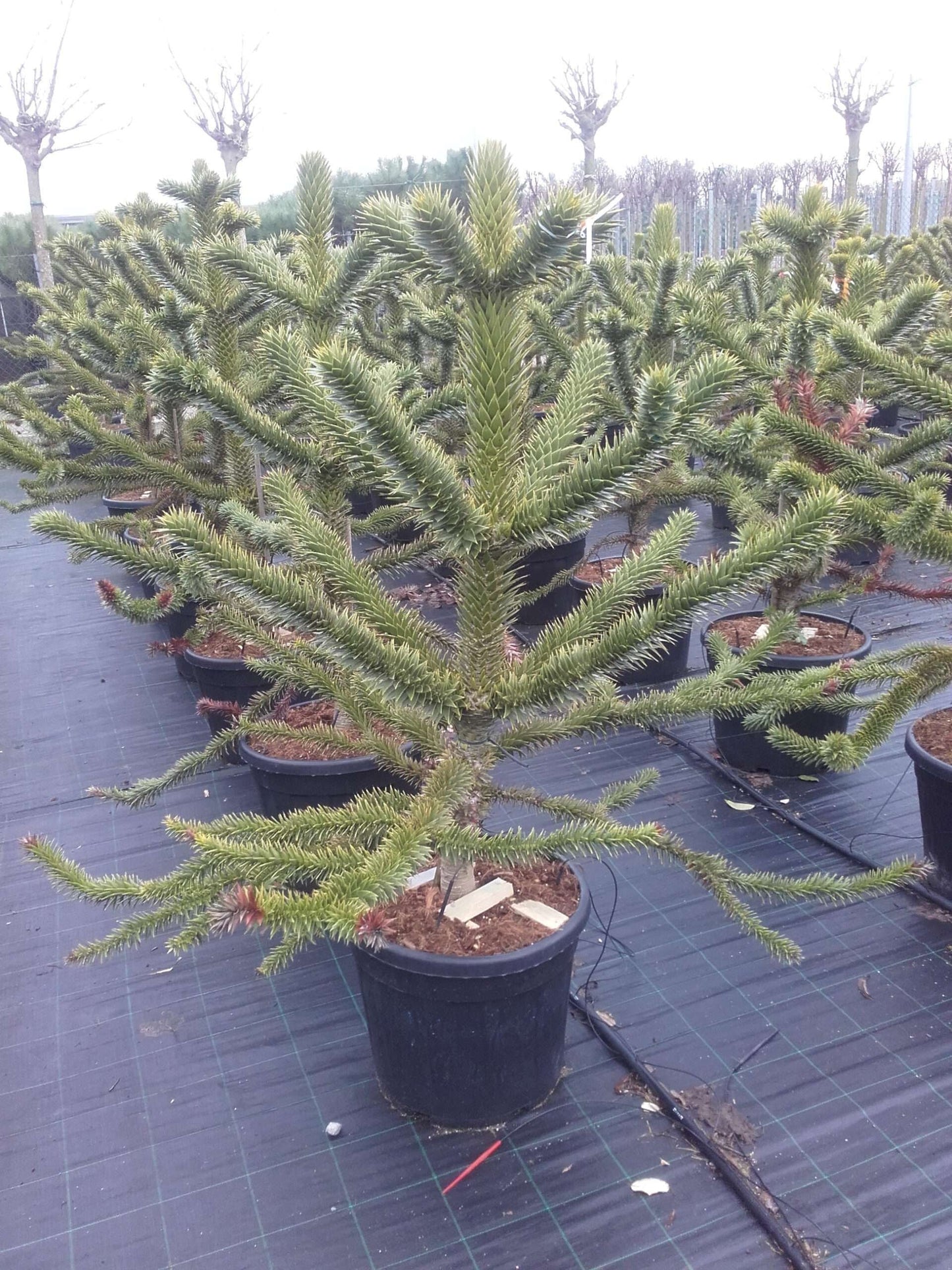 ARAUCARIA excelsa