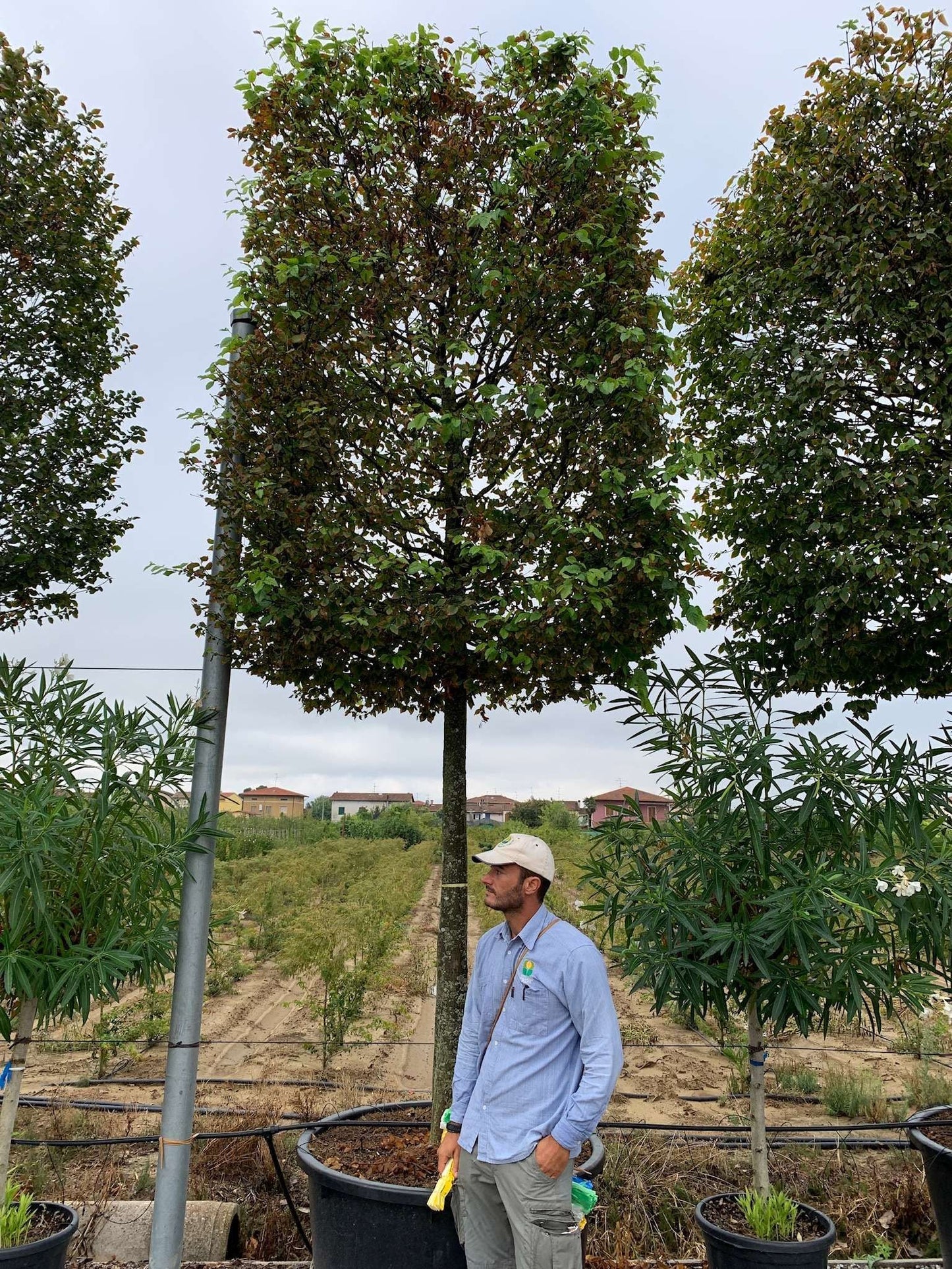 CARPINUS betulus 'Albert Beckman'