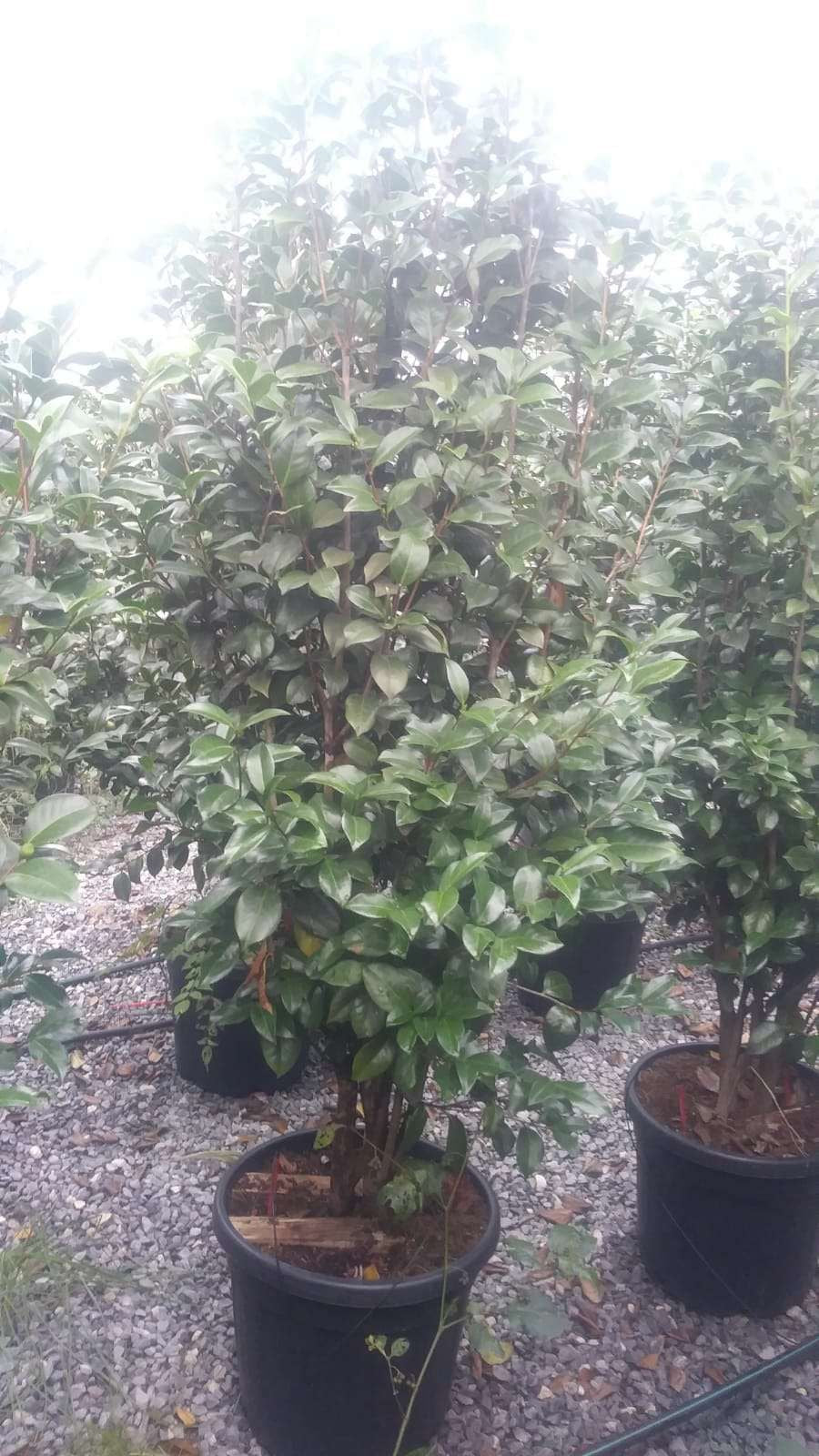 CAMELLIA japonica 'Black Lace'