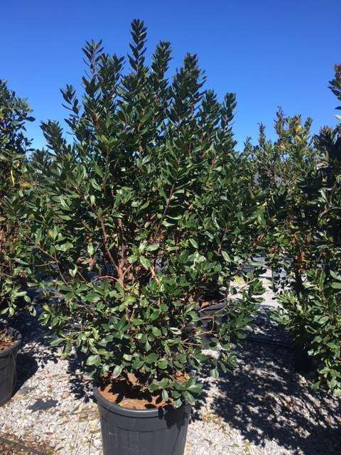 ARBUTUS unedo 'Compacta'