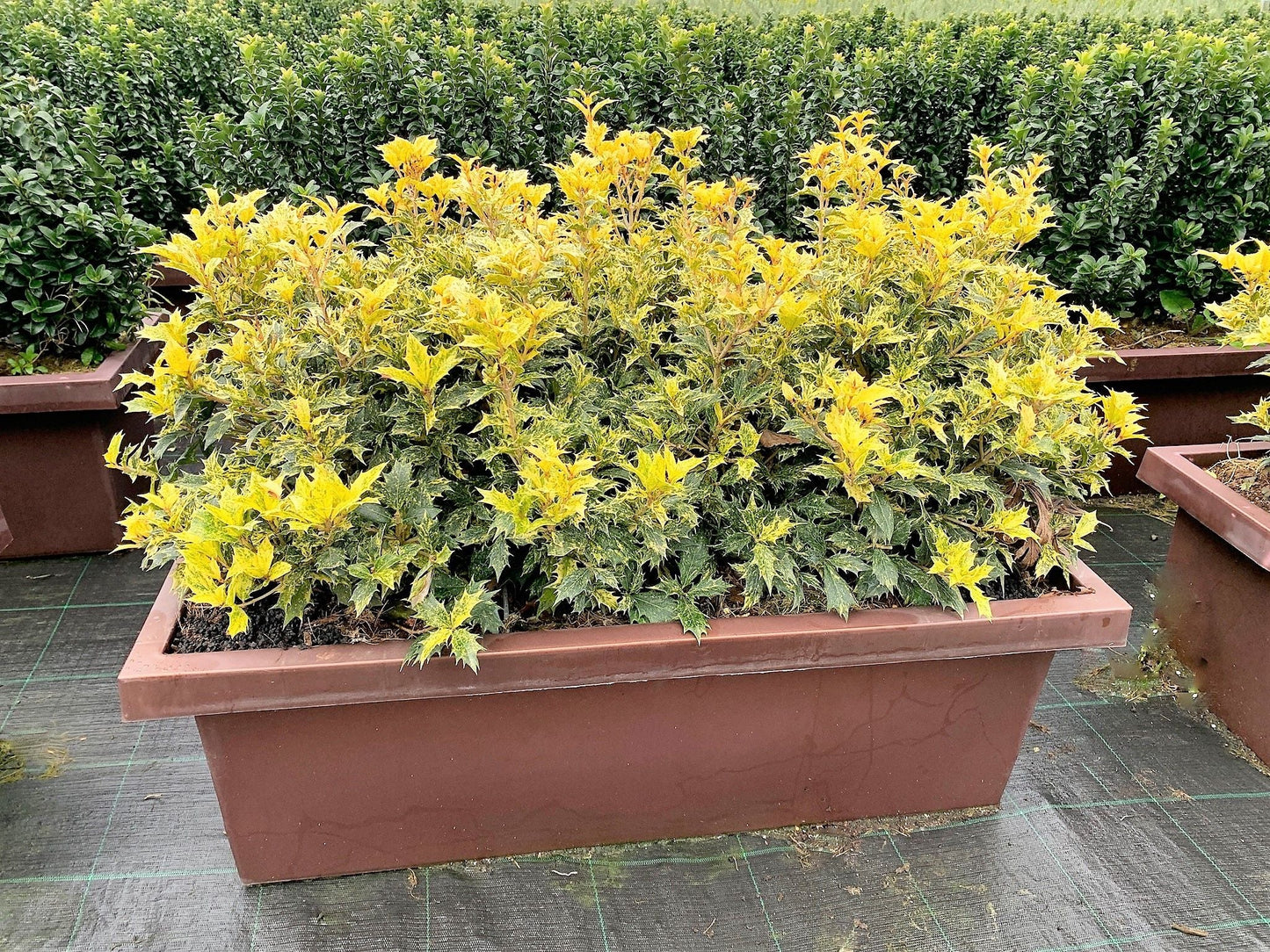 OSMANTHUS heterophyllus 'Variegatus'