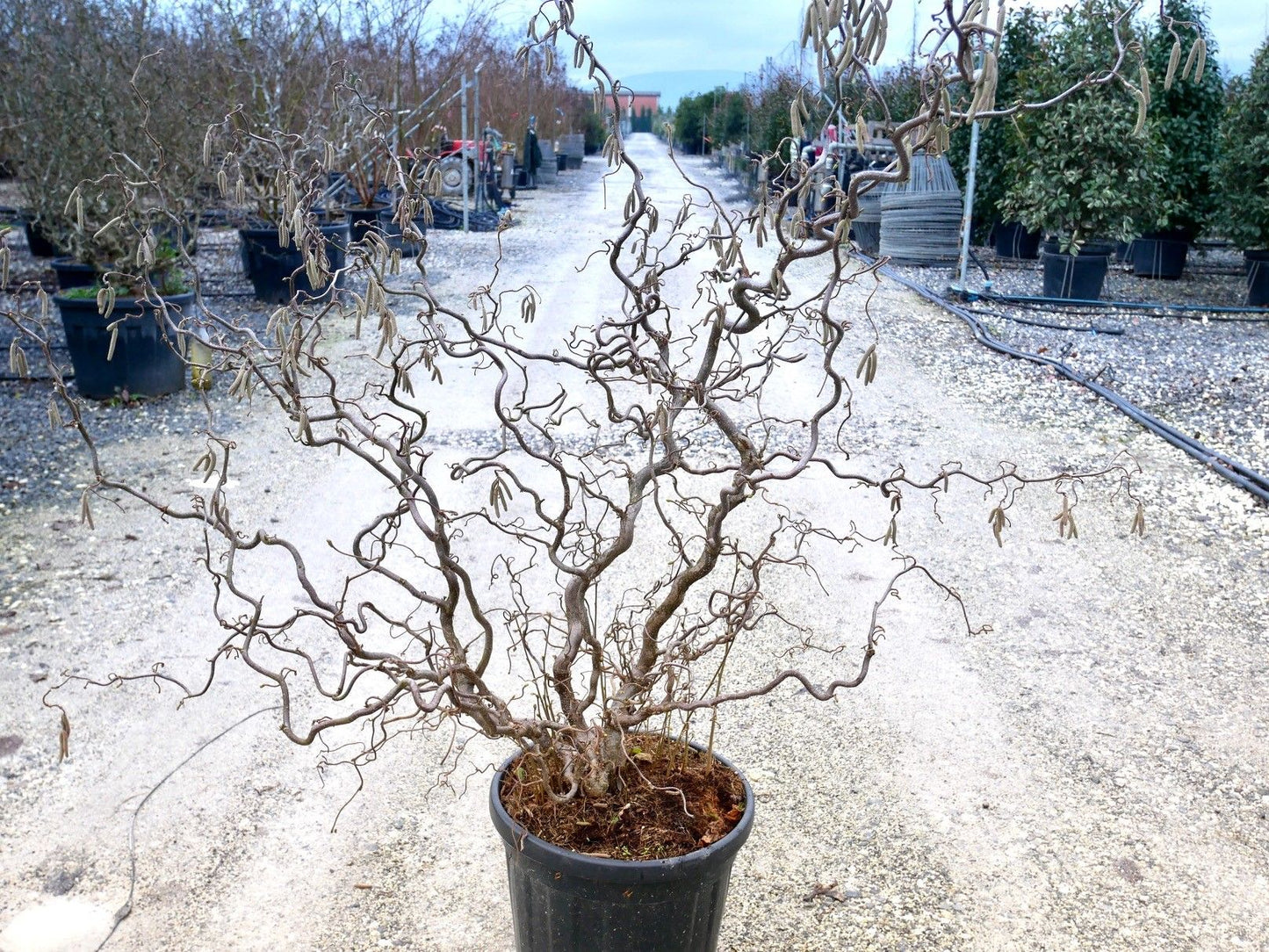 CORYLUS avellana 'Pendula'