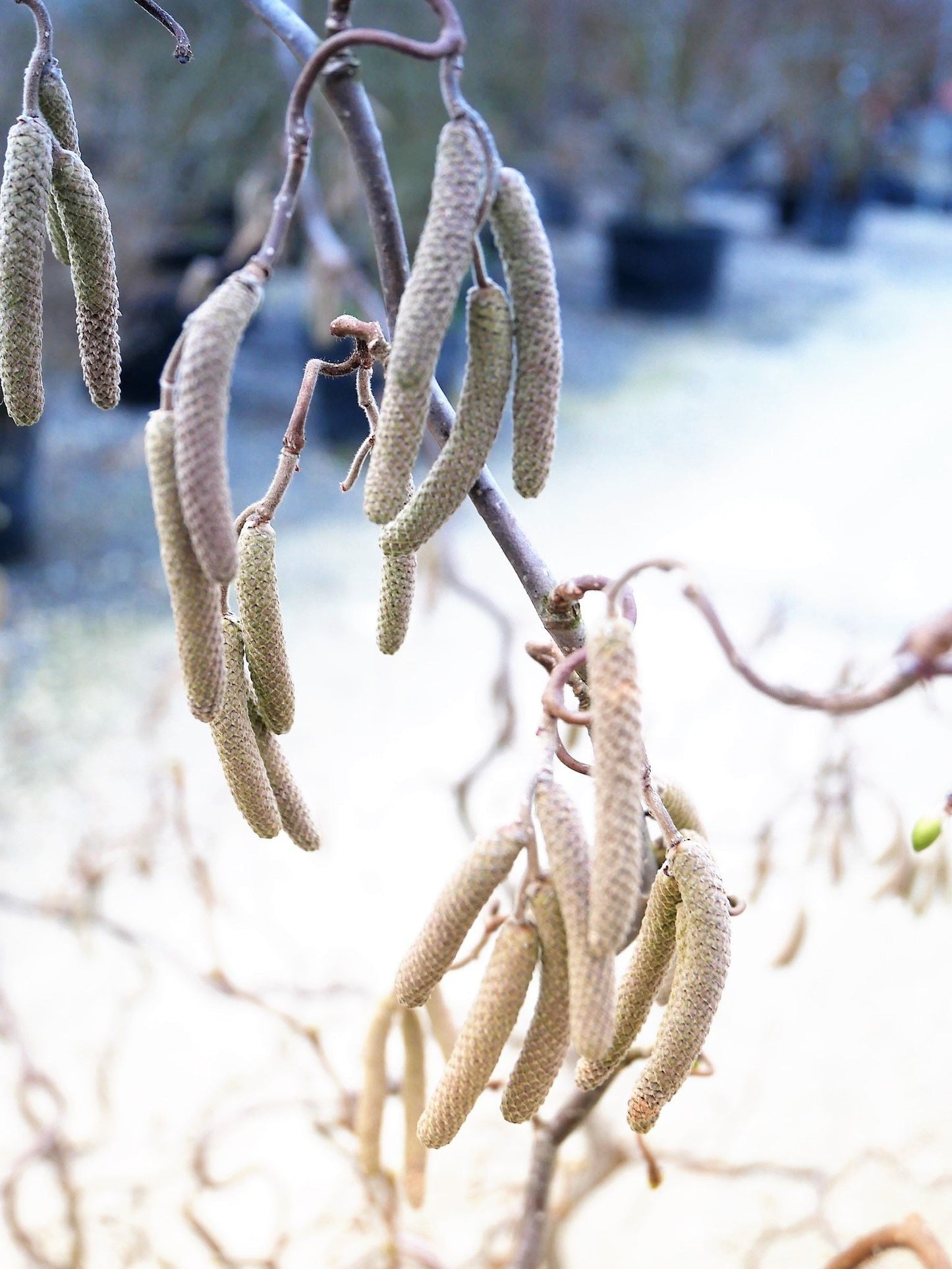 CORYLUS avellana 'Pendula'