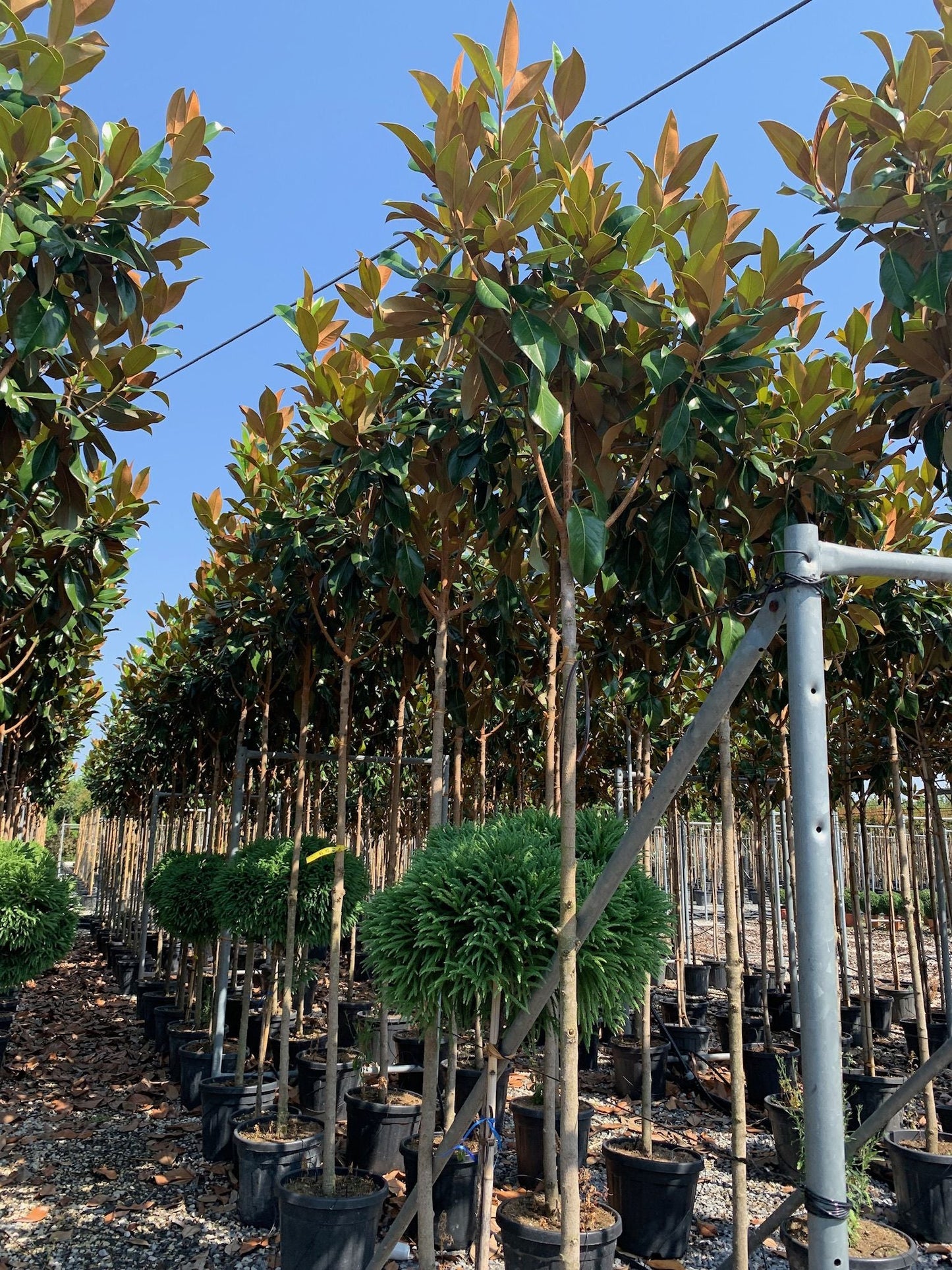 MAGNOLIA grandiflora 'Little Gem'