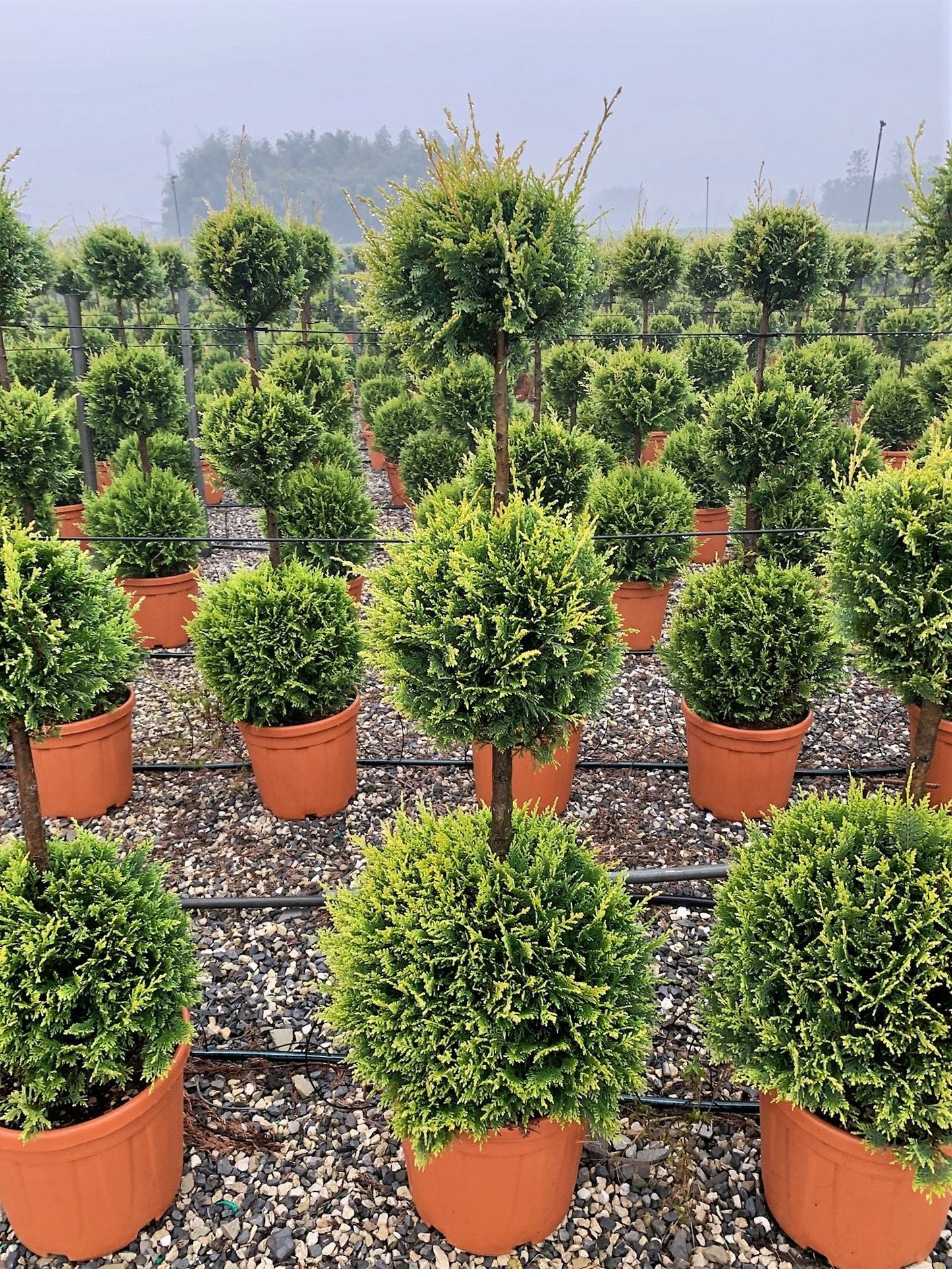 CUPRESSOCYPARIS leylandii 'Excalibur Gold' ®