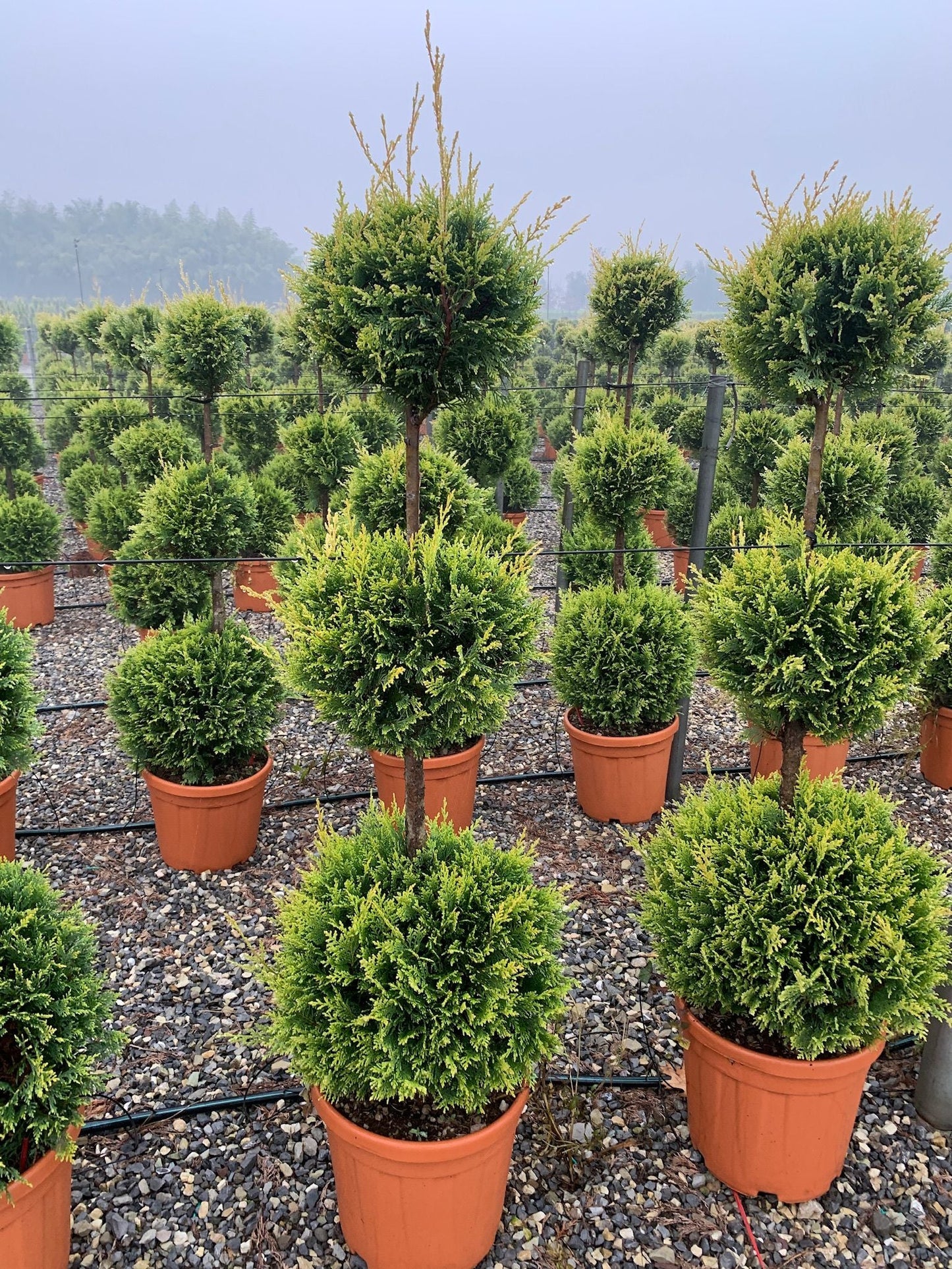 CUPRESSOCYPARIS leylandii 'Excalibur Gold' ®