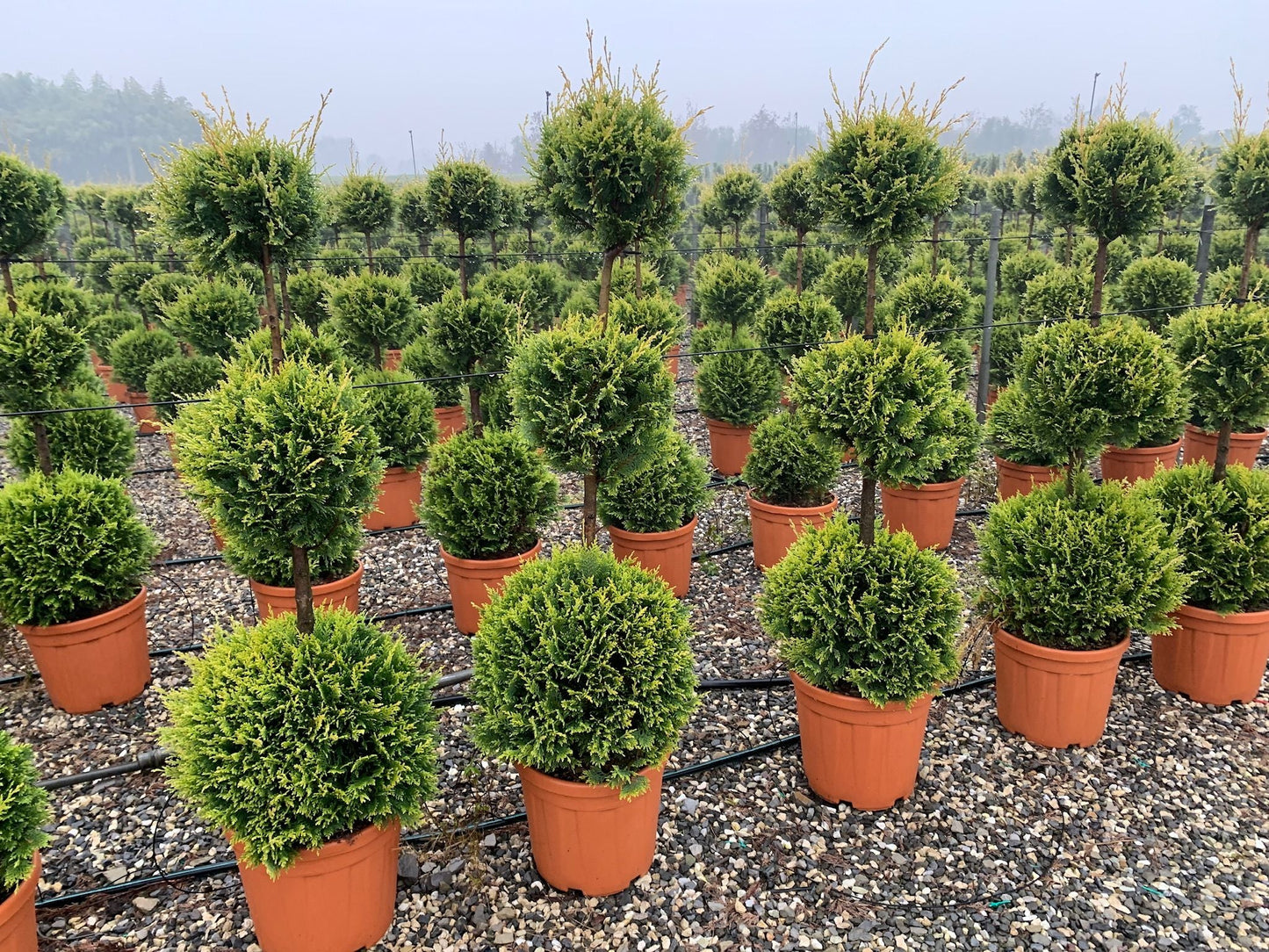 CUPRESSOCYPARIS leylandii 'Excalibur Gold' ®