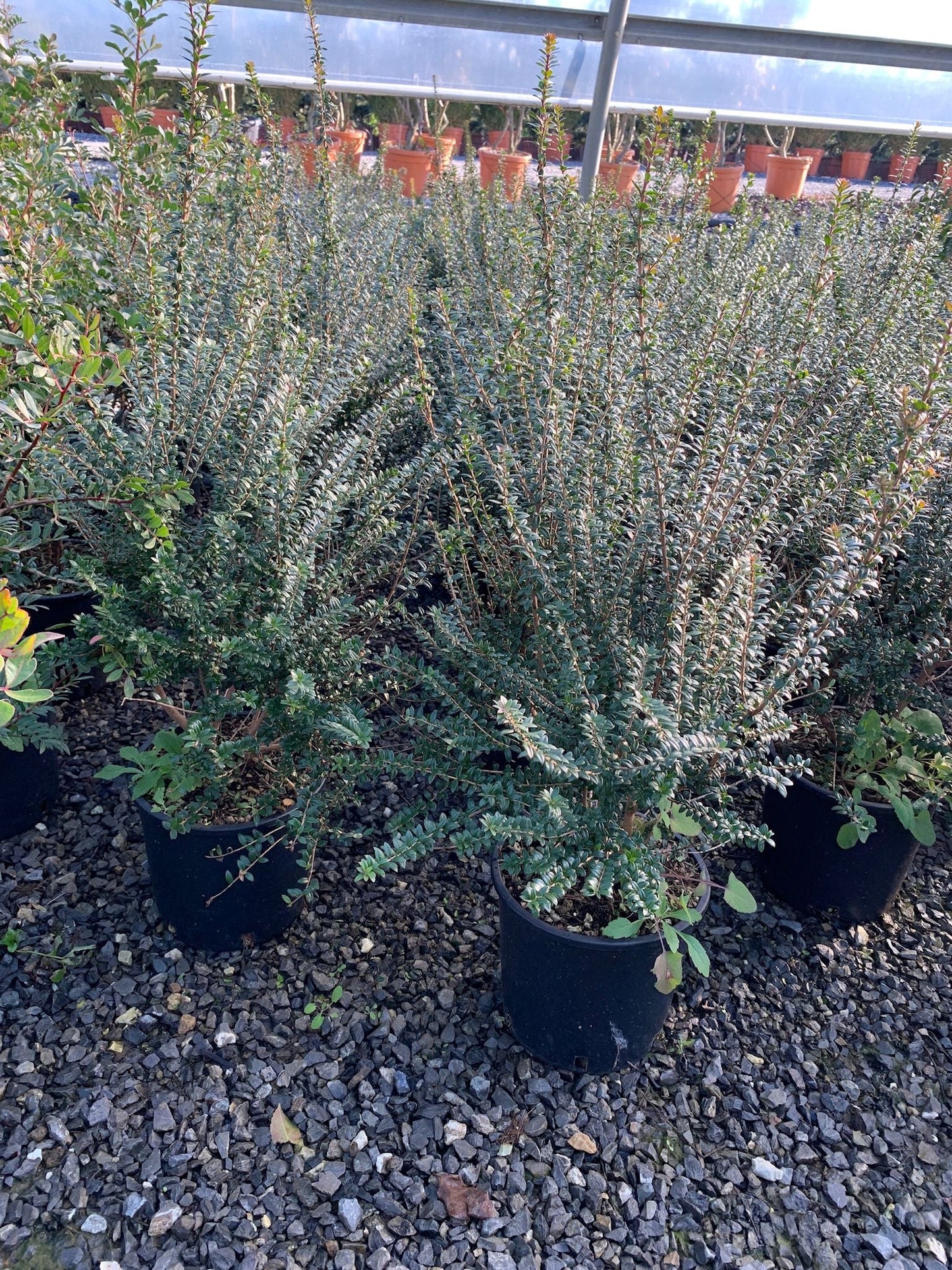 NANDINA domestica