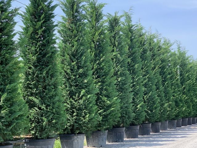 CUPRESSOCYPARIS leylandii '2001'