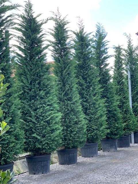 CUPRESSOCYPARIS leylandii '2001'