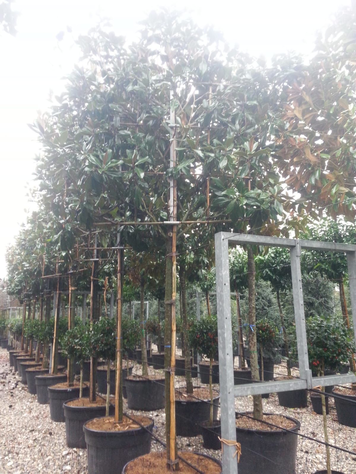 MAGNOLIA grandiflora 'Little Gem'