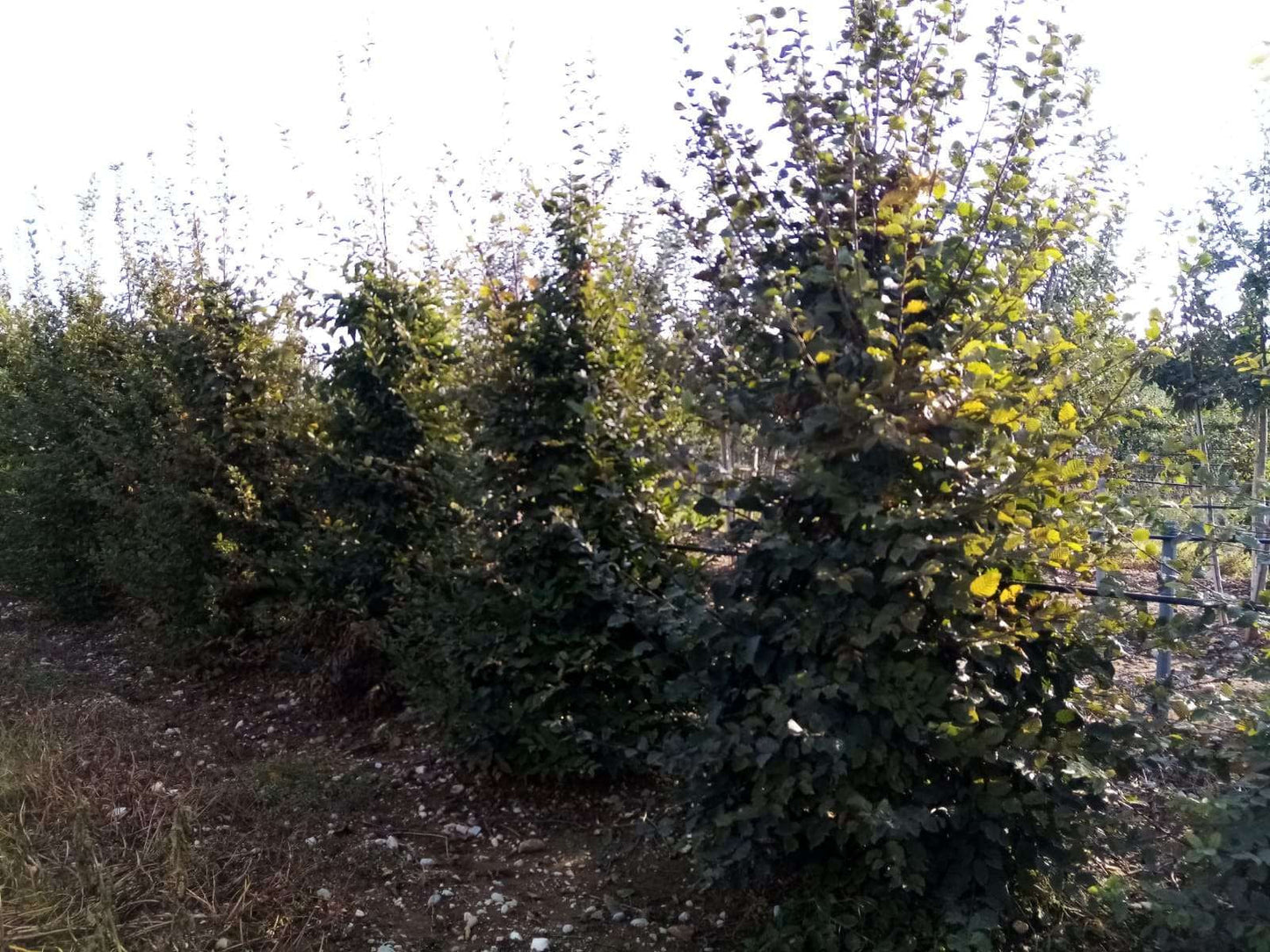 CARPINUS betulus 'Albert Beckman'